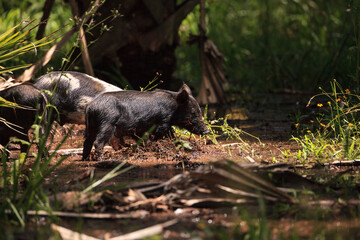 Baby wild hog also called feral hog or Sus scrofa forage for food