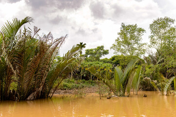 It's Beautiful nature of Mekong Delta in Vietnam