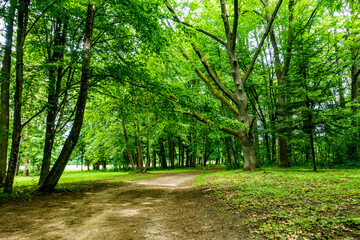 Białowieski Park Narodowy Białowieża Podlasie Ścieżka droga drzewa park