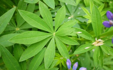Lupine leaves. Green leaves background