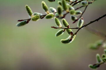 Pussy-willow branches with catkins, spring blurred background