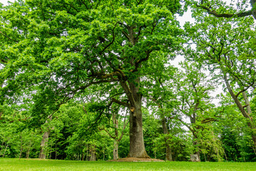 Białowieski Park Narodowy Białowieża Podlasie Drzewa park trawa natura zieleń