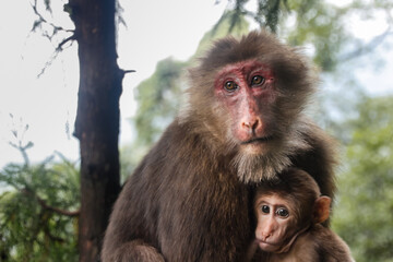 Wild Monkey Mother hugs her little baby monkey (Tibetan Macaque)