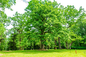 Białowieski Park Narodowy Białowieża Podlasie Drzewa park natura przyroda