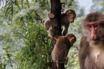 Two little baby monkeys play in front of their mother (Tibetan Macaque)
