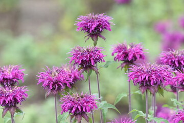 Monarda is a Lamiaceae perennial plant and is used by beekeepers as a source of nectar and is also...
