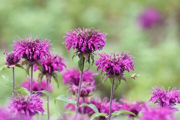 Fototapeta premium Monarda is a Lamiaceae perennial plant and is used by beekeepers as a source of nectar and is also called Beebalm.