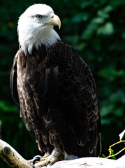 portrait of a bald eagle