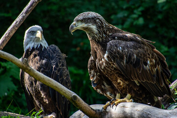golden eagle on a branch with a bald eagle