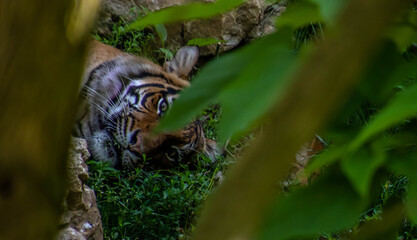 tiger in the jungle