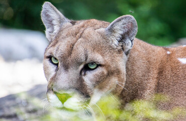 close up of a mountain lion