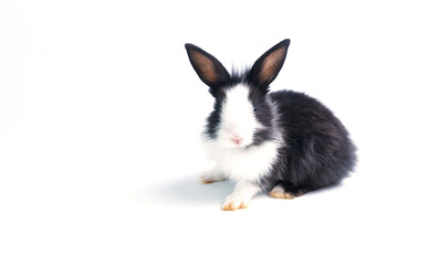 Cute adorable black and white rabbit sitting on isolated white background. Lovely baby bunny single sit while watching something on white background.