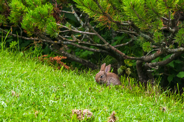 European rabbit in Park photographed in Munich, Germany. Picture made in 2009.