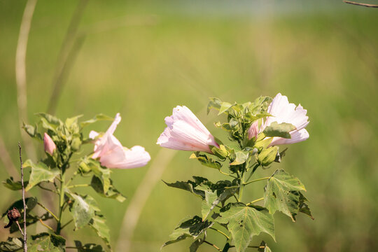 Wild pink flower on Mountain Hollyhock Kankakee Mallow Iliamna rivularis
