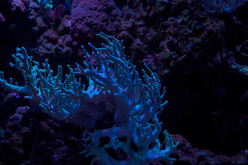 Corals full of life and movement in the sea