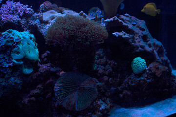 .Variety of underwater corals