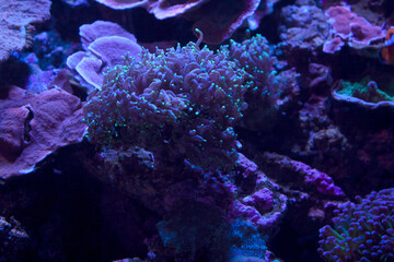 .Sea jungle with lilac colors and flourishing green