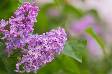 The branch of lilac on a blurred green background. Close. Copy space