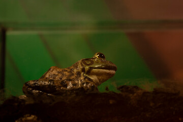 .Stationary frog in fish tank