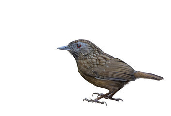 Streaked Wren Babbler bird on white background