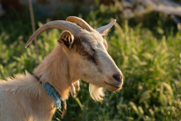 Portrait of a goat, a horned animal. Goat breeding. A young male Goat in a cattle pen. The farming of livestock.