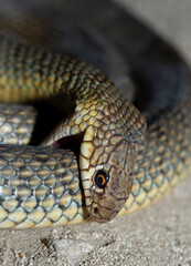 Obraz premium The snake bites itself. Caspian whipsnake (caspius) also known as the large whipsnake.