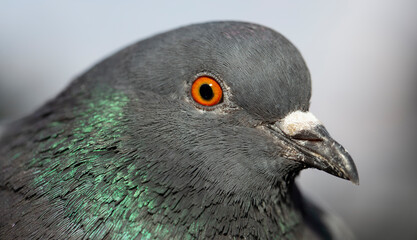 Rock dove, or common pigeon, is a member of the bird Columbidae. A young male bird. Ornithological portrait.