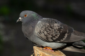 Rock dove, or common pigeon, is a member of the bird Columbidae. A young male bird is sitting on a post.