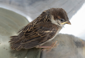 Chick of a house Sparrow. The baby bird is in contact with the human world.