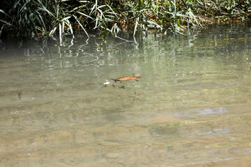 A turtle in a pond.