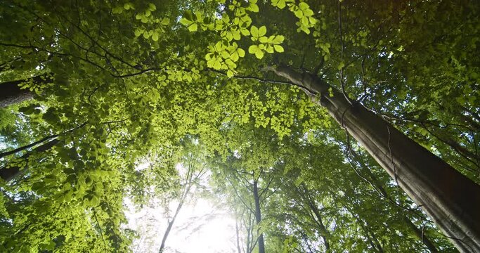 Abundant Forest Trees and Sunlight Peeking Through Branches