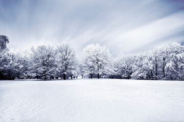 Fototapeta na wymiar Invierno con nieve y arboles, frío amanecer azul