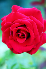Red rose flower Macro.