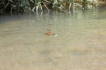 A turtle in a pond.