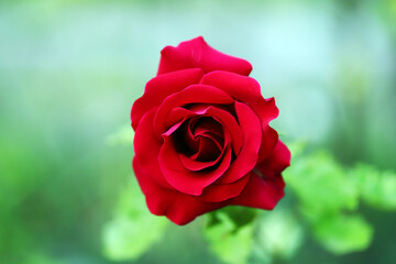 Red rose flower Macro.