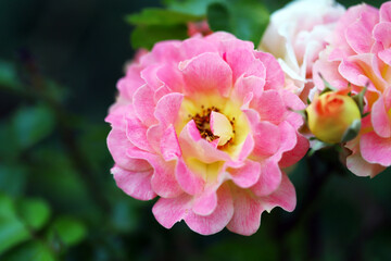 Selective focus. Macro. Pink roses. Unblown bud roses.