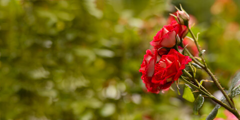 Beautiful blossom red roses in the garden. Selective focus, close up view. Banner or card with space for text.