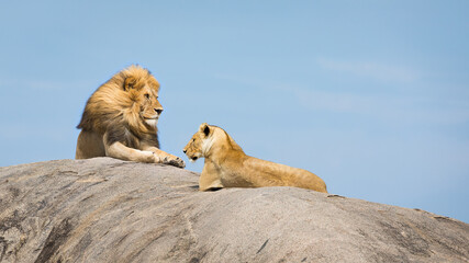 Obraz na płótnie Canvas Male with a beautiful mane and female lion resting on a huge boulder Serengeti Tanzania