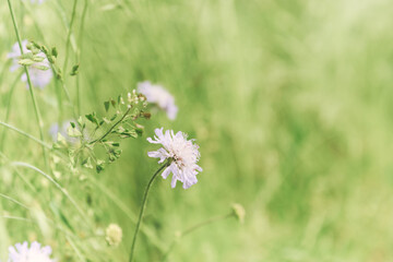 Nature background. Selective and soft focus. Plant background. Copy space. 
