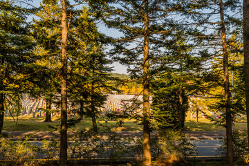 Two lane road through cemetery obscured by treeline with rows of headstones in background under blue sky.