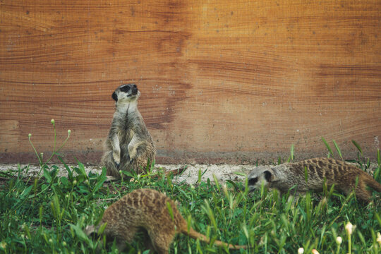 Meerkats watching around for safety and warning on ground.