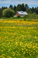 Red Barn and Buttercups. A red barn and yellow Buttercups in a green field.

