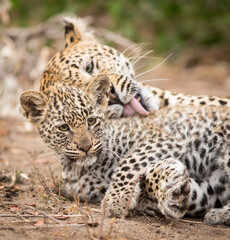 Mother grooming baby leopard in Kruger Park South Africa