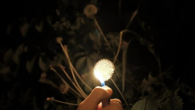 Montreal Alleyway, Rosemont, Bordeaux Street - April 2, 2018 - Selective focus of human hand with dandelion flower and burning it with lighter