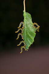 Green caterpillars eating birch leaves