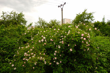 Rosehip rose flowers in nature