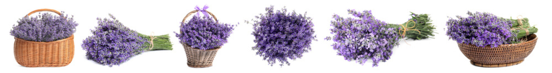 Set of beautiful tender lavender flowers on white background. Banner design