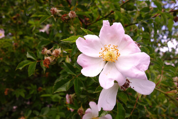 Rosehip rose flowers in nature