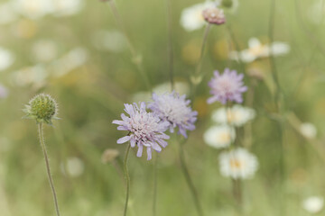 Nature background. Selective and soft focus. Plant background. Close up. 