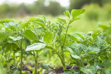 Young potato bushes against sky. Growing organic vegetables on bed without use of chemicals and nitrates. Natural agriculture.